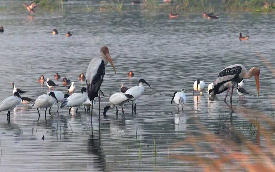 sultanpur-birds-santuary-gurgaon